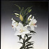 Crystal Blanca