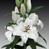 White Charm