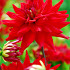 Red Pygmy
