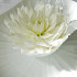 White Perfection