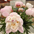 Gardenia