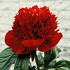 Red Charm