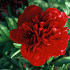 Red Charm