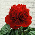 Red Charm