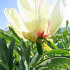 Smith Family Yellow