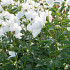 White Innocence