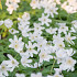 Nemorosa