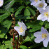 Nemorosa