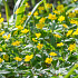 Ranunculoides