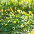 Ranunculoides