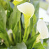 Mint Julep