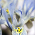 Katharine Hodgkin